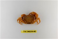 藏品(灰甲澤蟹)的圖片